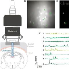 eTFMS3/Miniscope微型單色深腦顯微鏡系統(tǒng)
